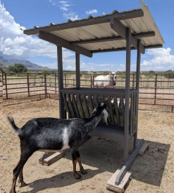 TALL Rescue Images - 4