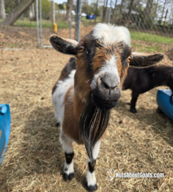 TALL Rescue Images - 5