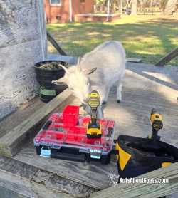 TALL Rescue Images - 8